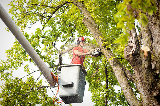 The Steps Involved in Our Tree Care Process in Onancock, VA